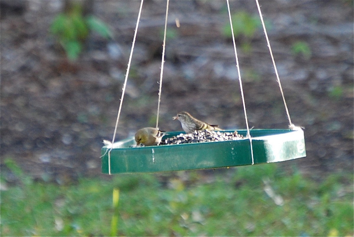 Pine Siskin - ML51107811