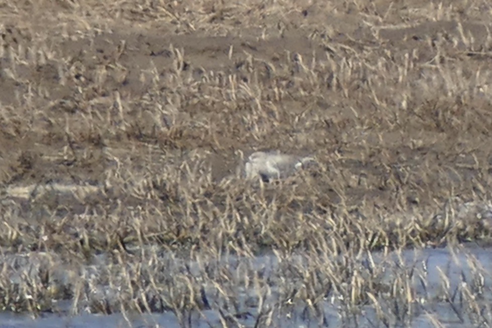 Magellanic Plover - ML511078671