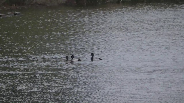 Lesser Scaup - ML511078801