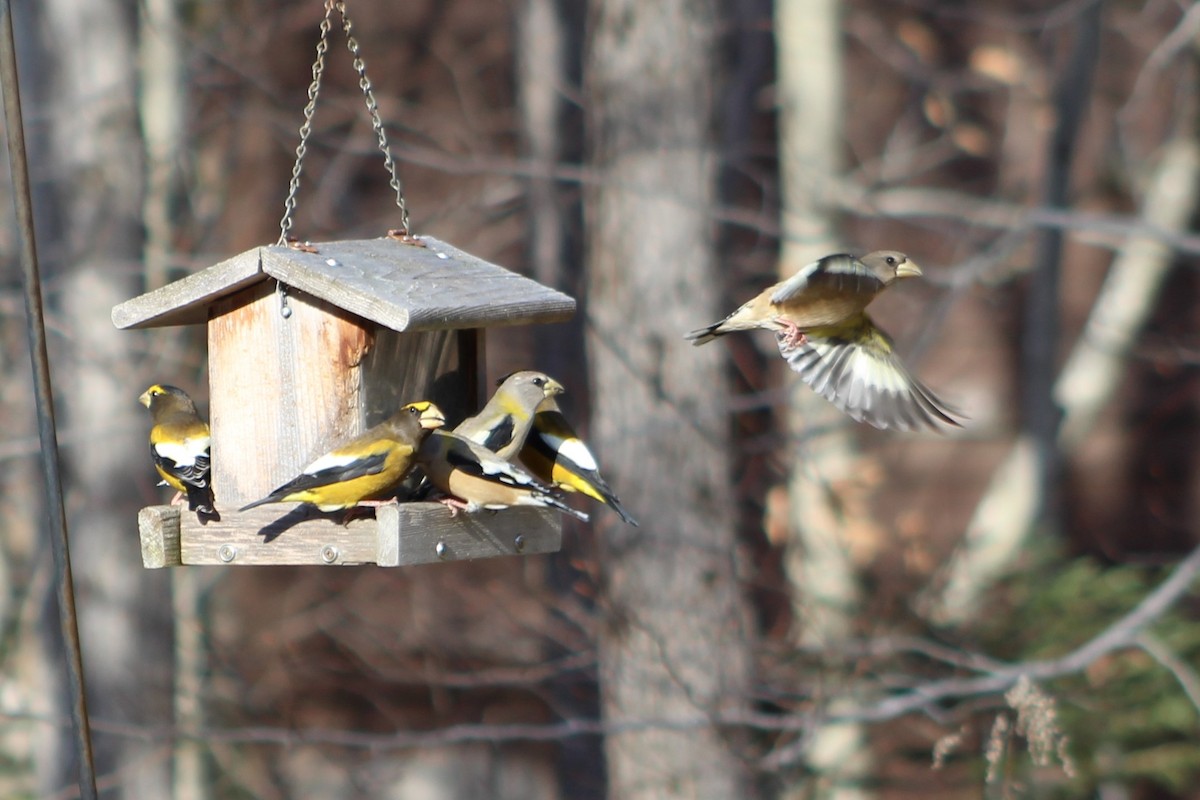 Evening Grosbeak - ML511078961