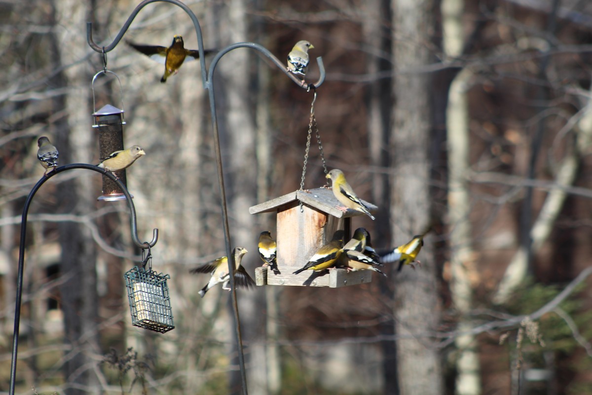 Evening Grosbeak - ML511079071