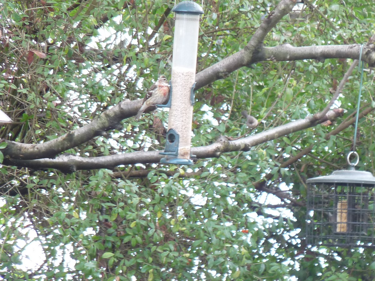 Rose-breasted Grosbeak - ML511079321