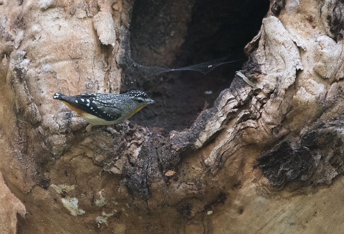 Spotted Pardalote - ML511079351