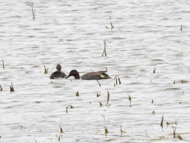 Green-winged Teal - ML511079961
