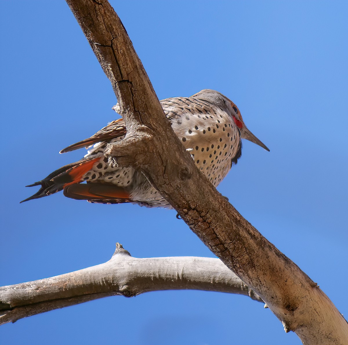 Northern Flicker - ML511080001