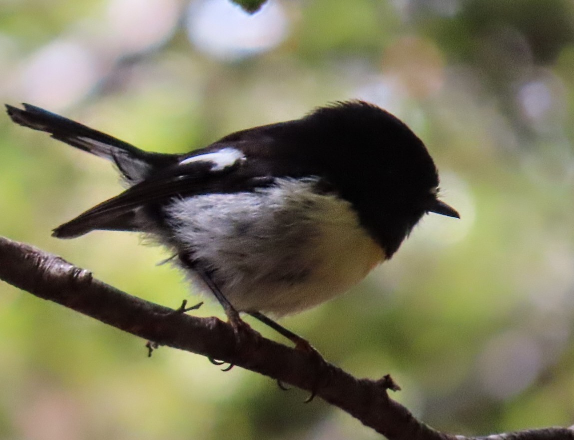 Tomtit (New Zealand) - ML511081211