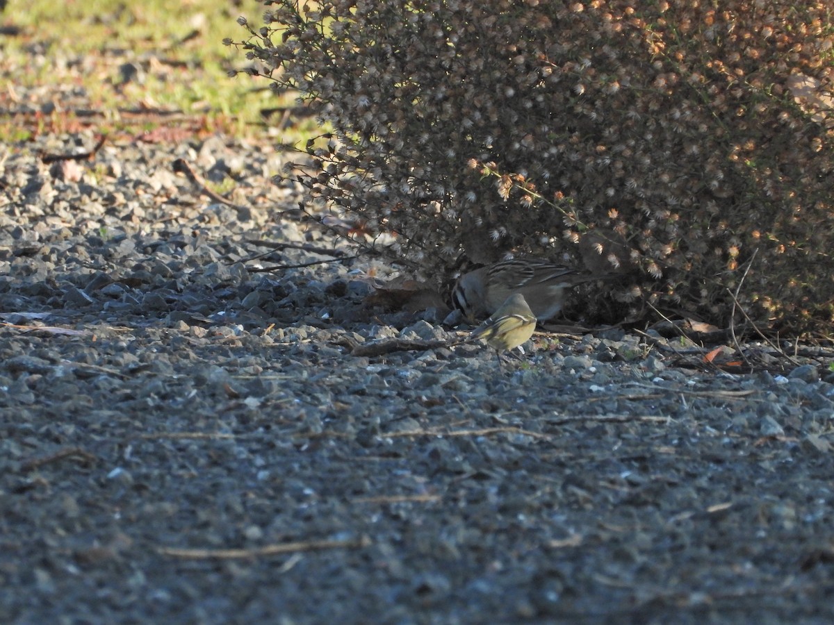 Ruby-crowned Kinglet - ML511081411