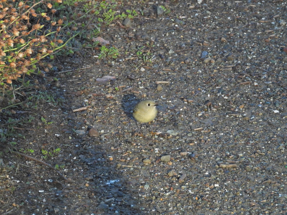 Ruby-crowned Kinglet - ML511081981