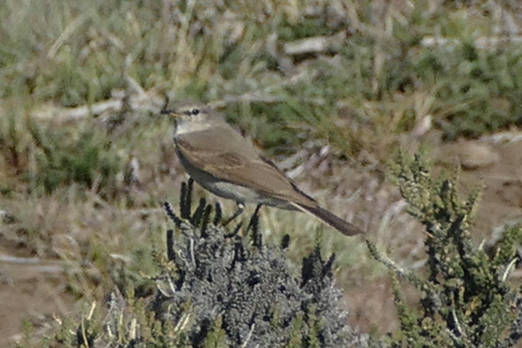 Spot-billed Ground-Tyrant - ML511082141