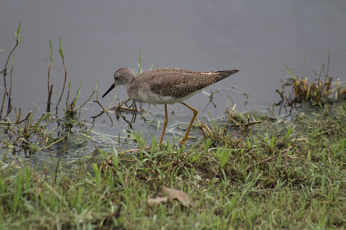 Lesser Yellowlegs - ML511082851