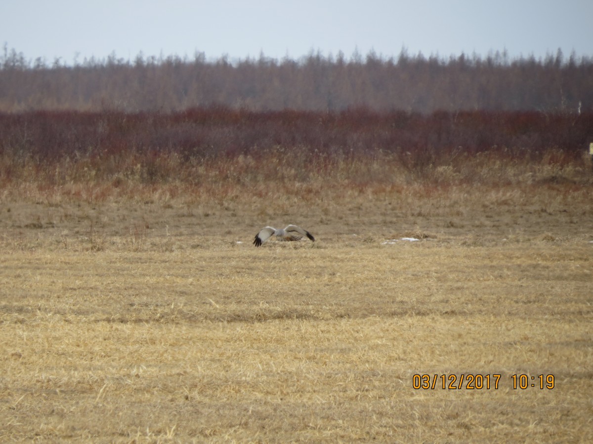 Northern Harrier - ML51108301