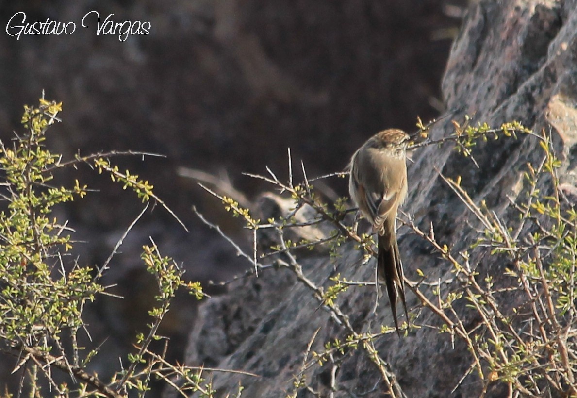 Plain-mantled Tit-Spinetail - Gustavo Vargas