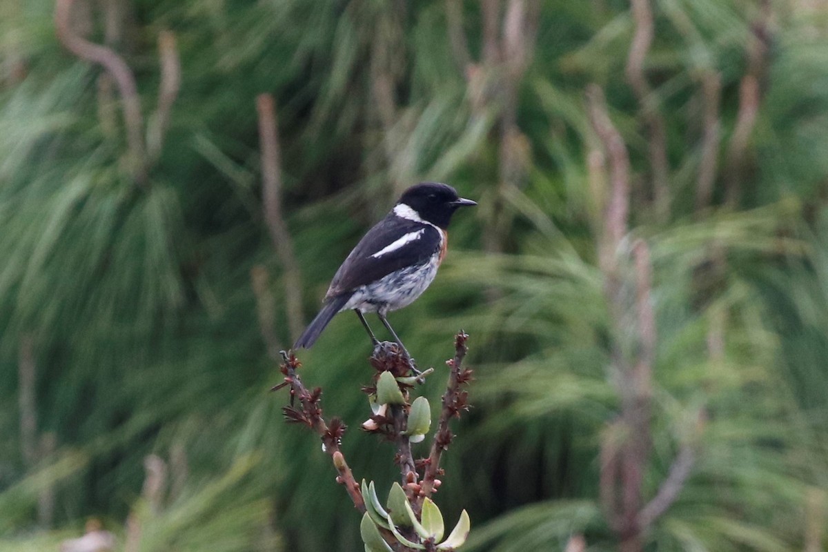 African Stonechat (Madagascar) - Jason Fidorra