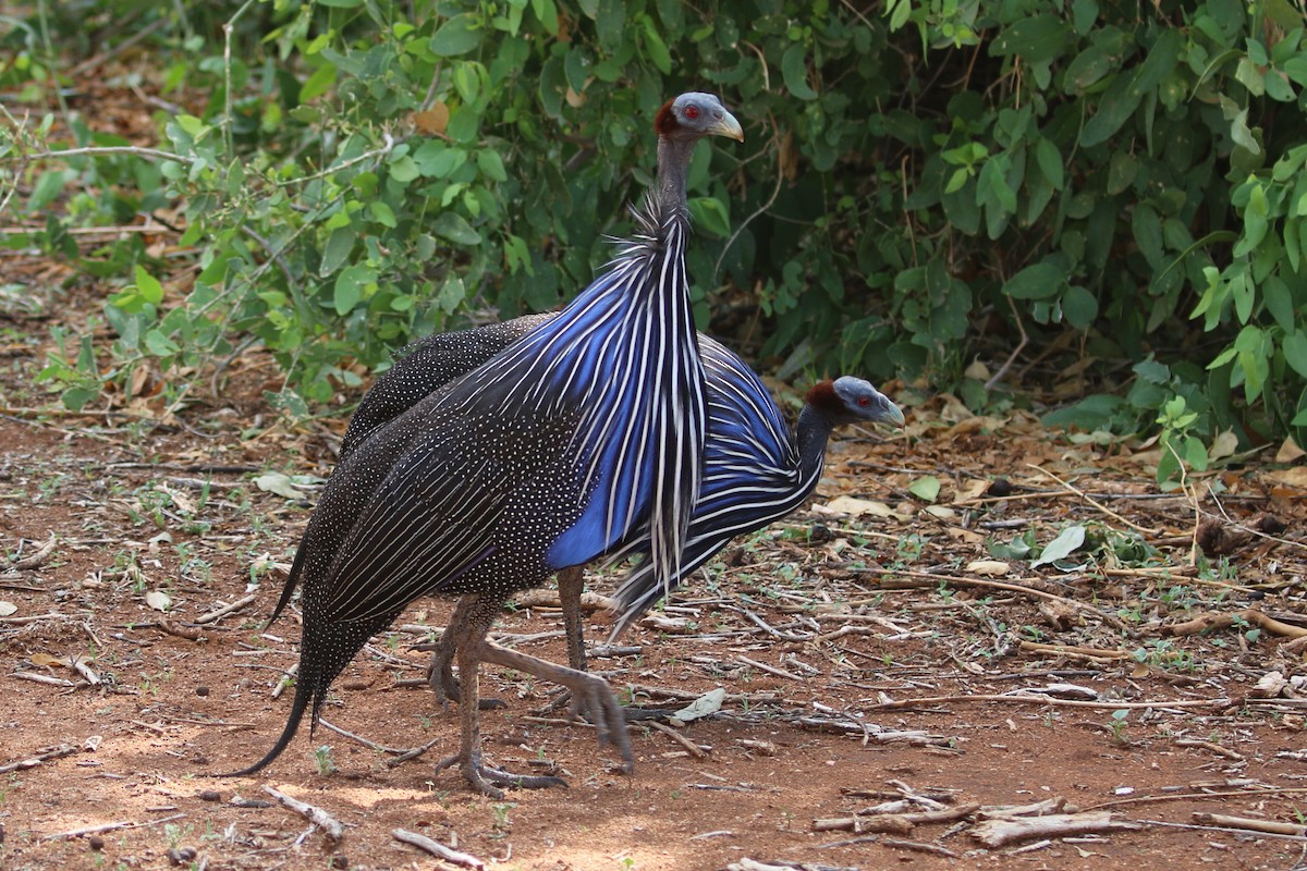 Vulturine Guineafowl - ML511085141