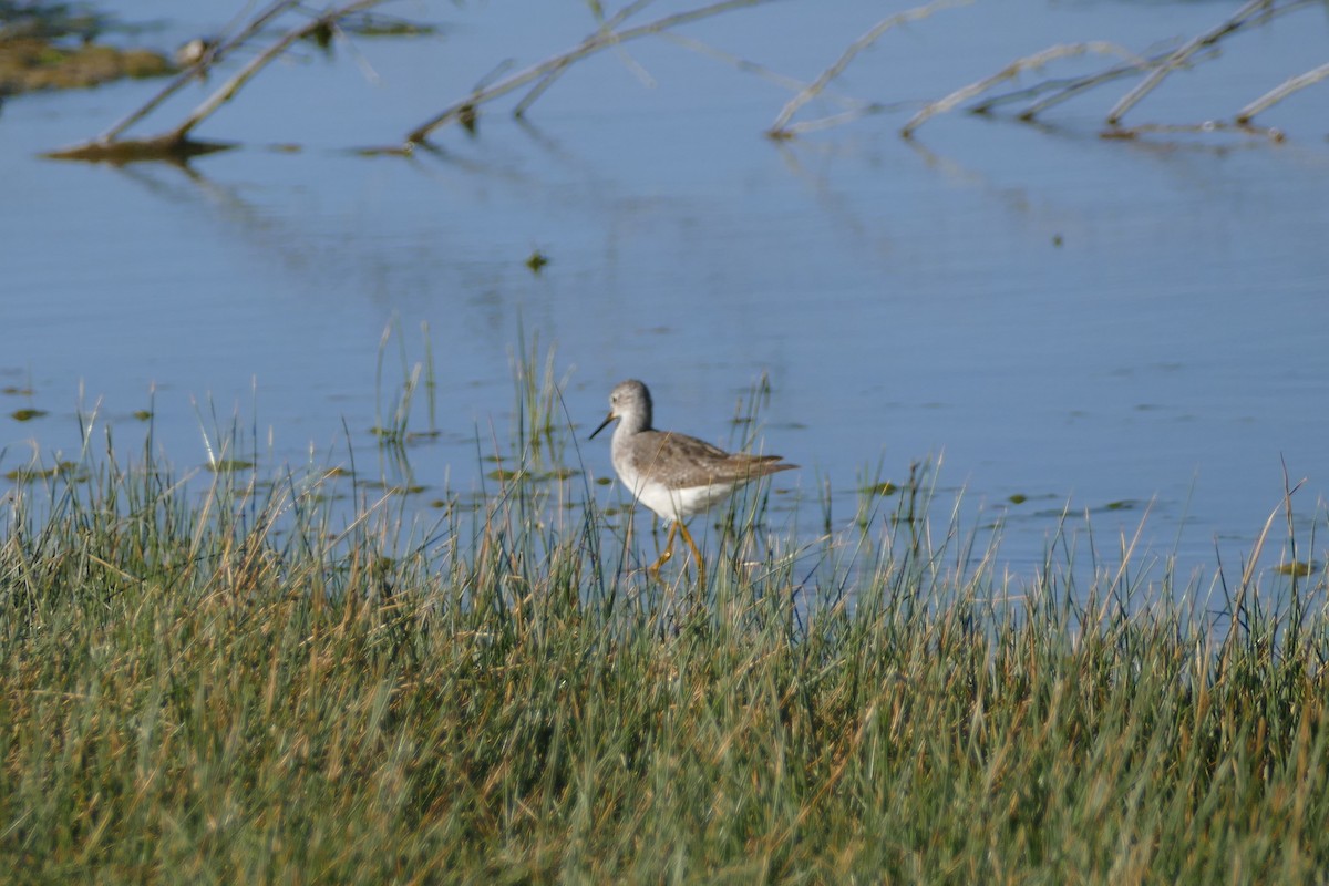 Lesser Yellowlegs - ML511086121