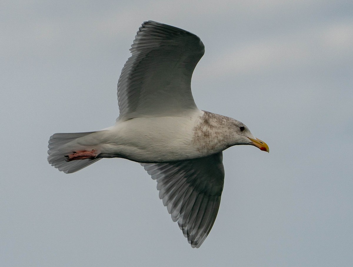 Glaucous-winged Gull - ML511086521