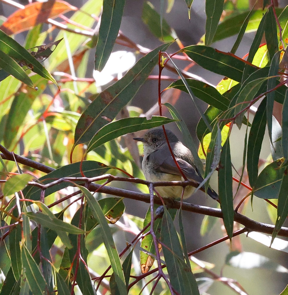Шиподзьоб золотомушковий - ML511087421