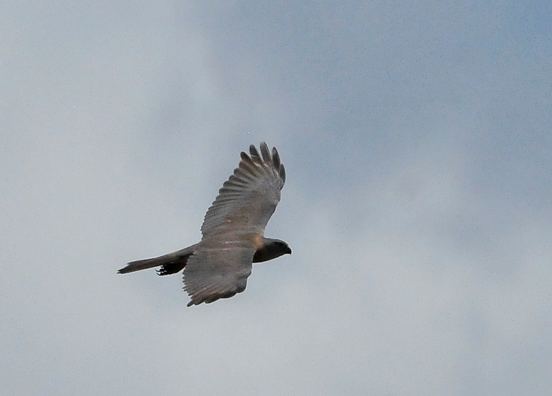 Brown Goshawk - ML511087431