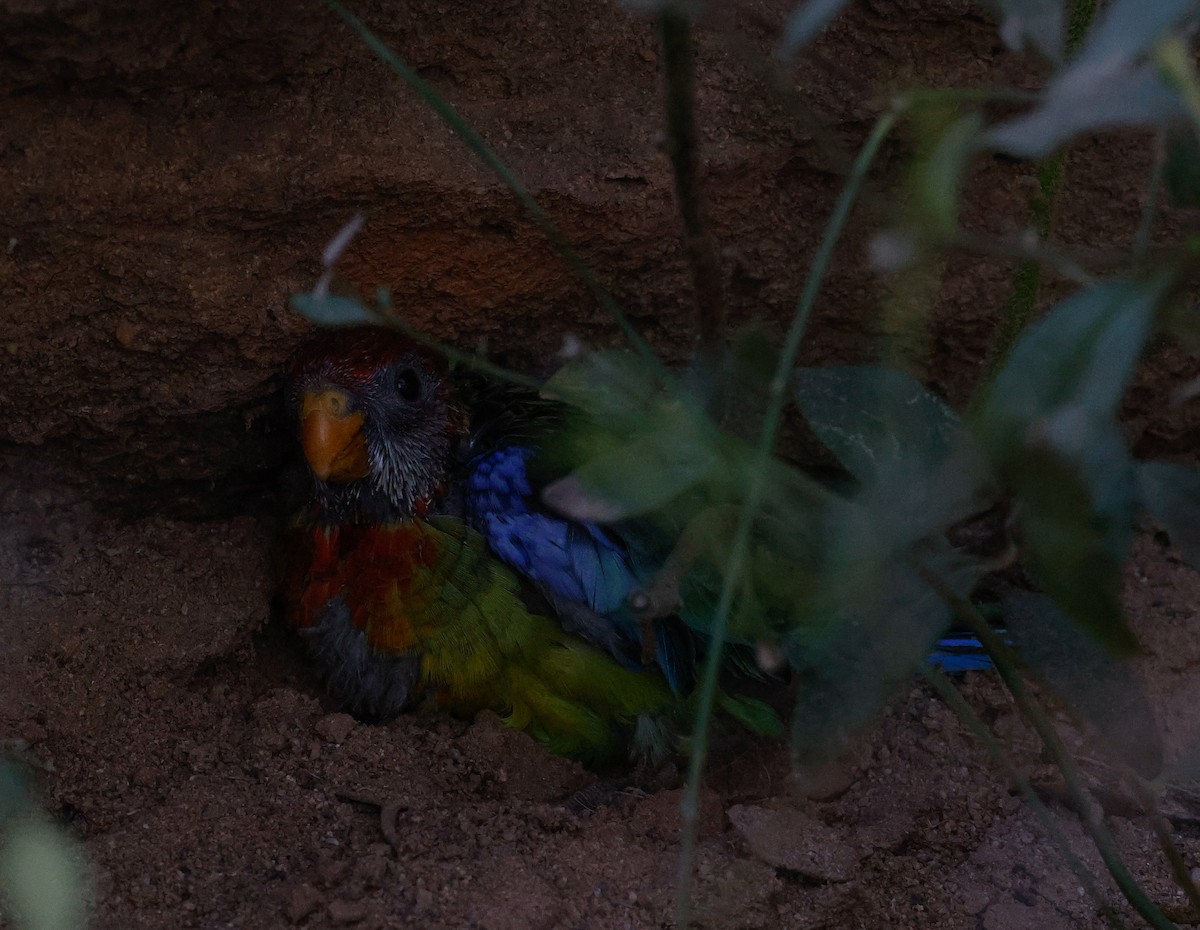 Розела білогорла - ML511087491