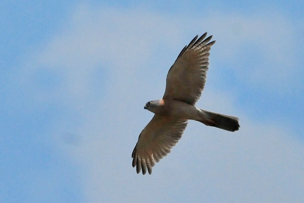 Brown Goshawk - ML511087541