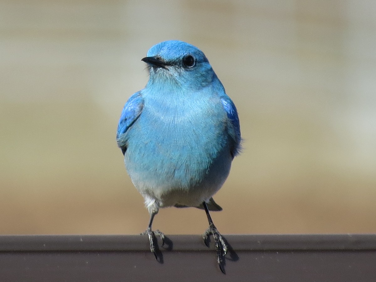 Mountain Bluebird - ML51108791