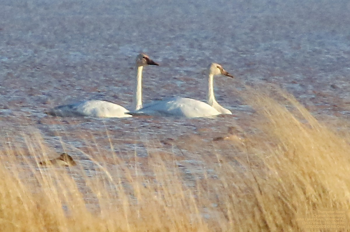 Trumpeter Swan - BB Oros