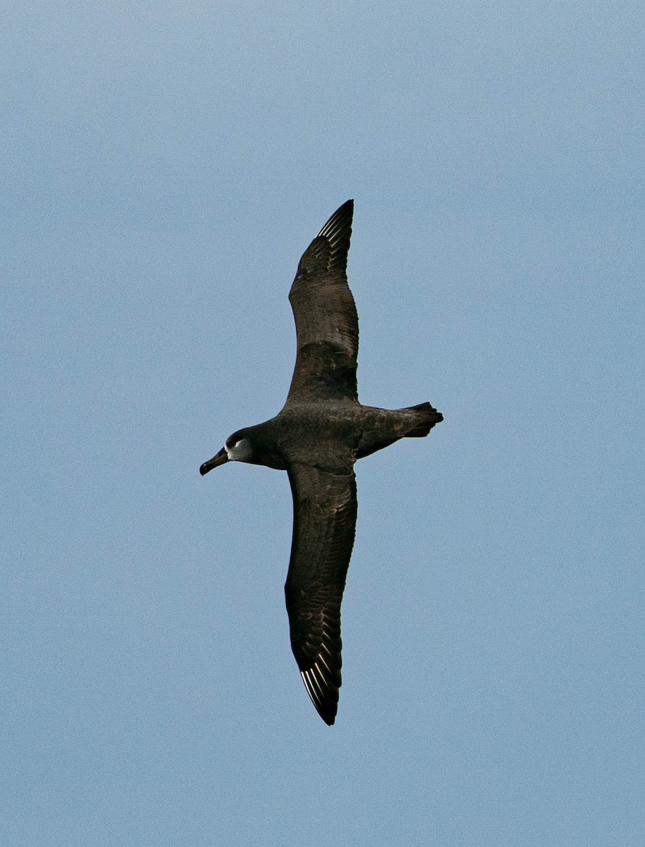 albatros černonohý - ML511089611
