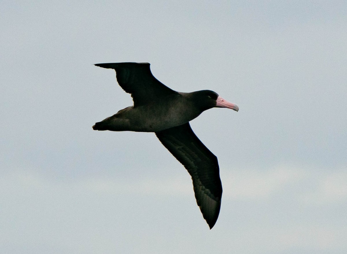 Short-tailed Albatross - ML511090731