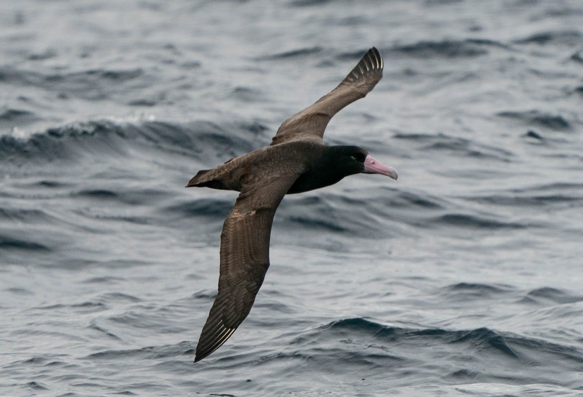 Short-tailed Albatross - ML511090741