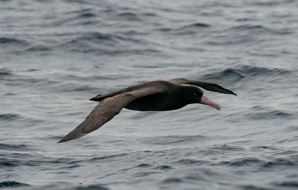 Short-tailed Albatross - ML511090751