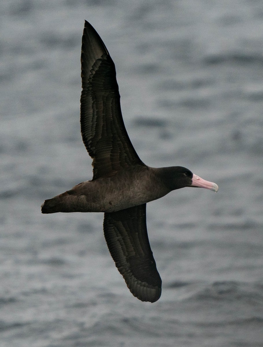 Short-tailed Albatross - ML511090761