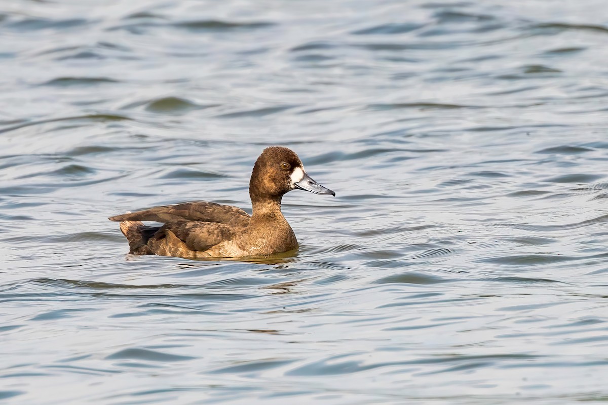 Lesser Scaup - ML511090851