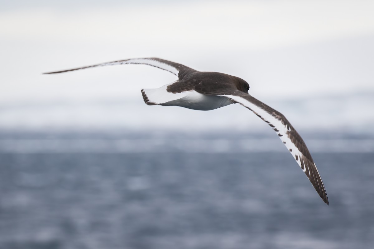 Antarctic Petrel - ML511090861