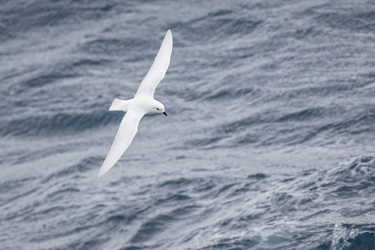 Snow Petrel - ML511090911