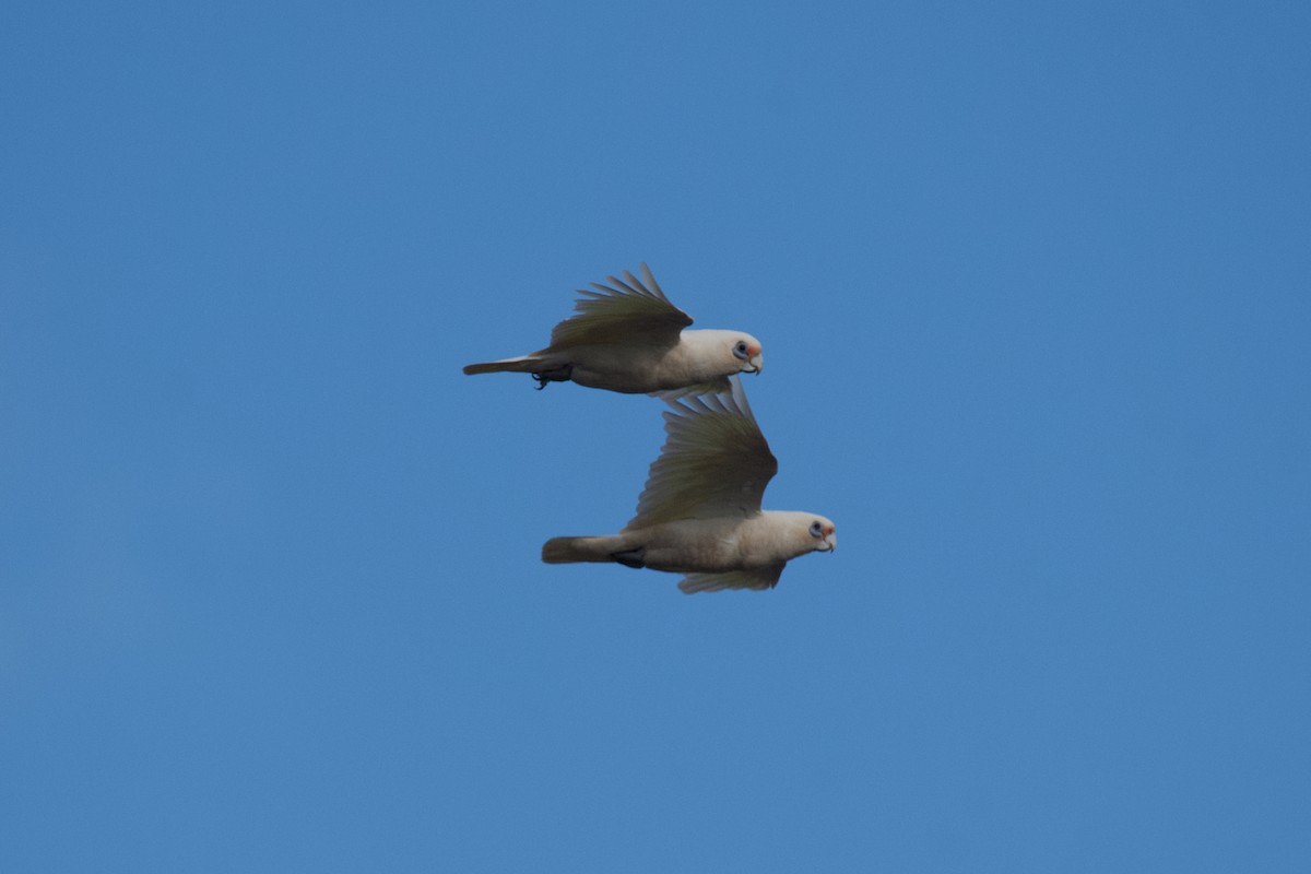 Little Corella - ML511091561