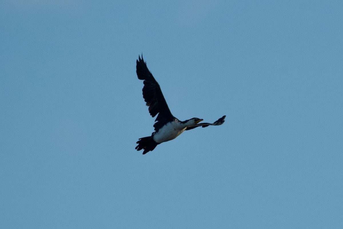 Little Pied Cormorant - ML511091641