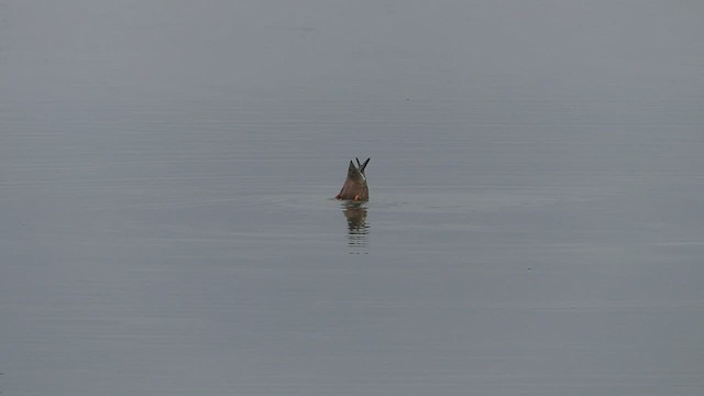 Northern Shoveler - ML511092091