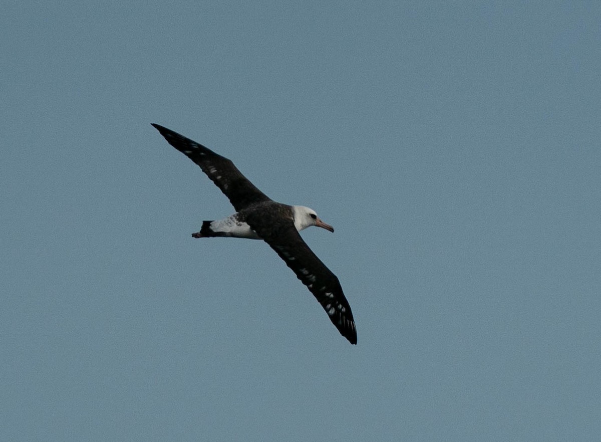 albatros laysanský - ML511093031
