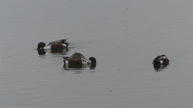 Northern Shoveler - ML511093371