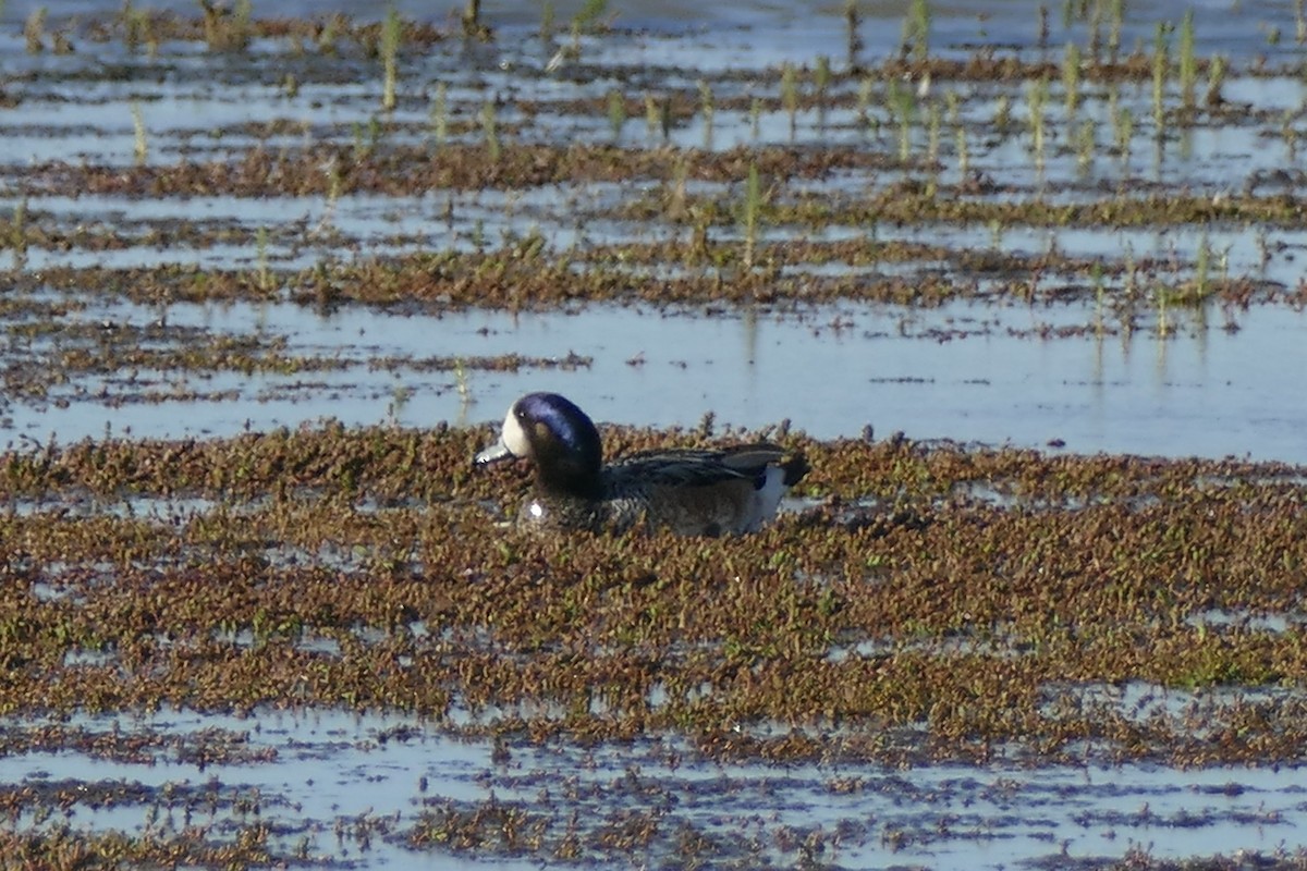 Chiloe Wigeon - Peter Kaestner