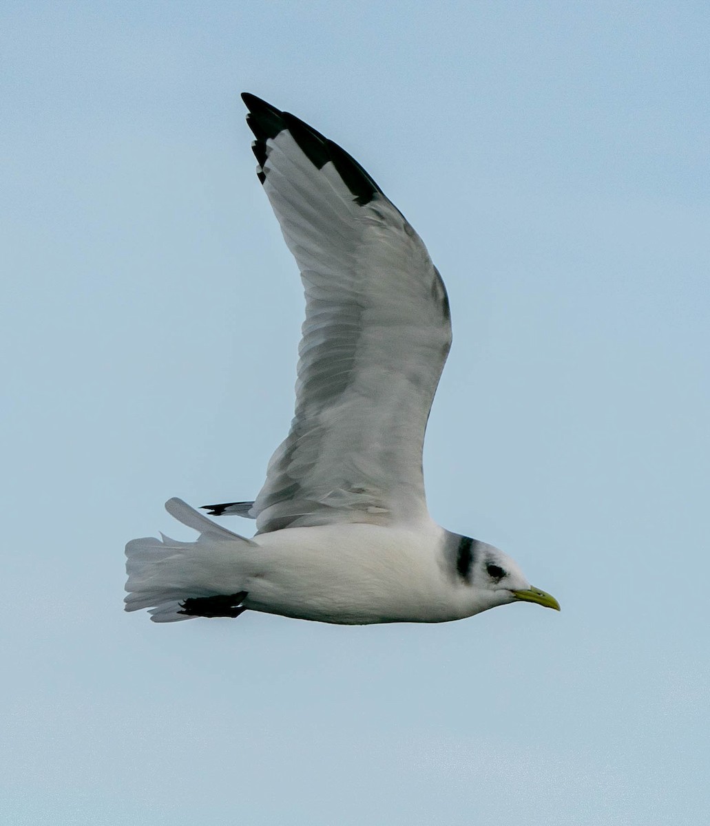 Black-legged Kittiwake - ML511094481