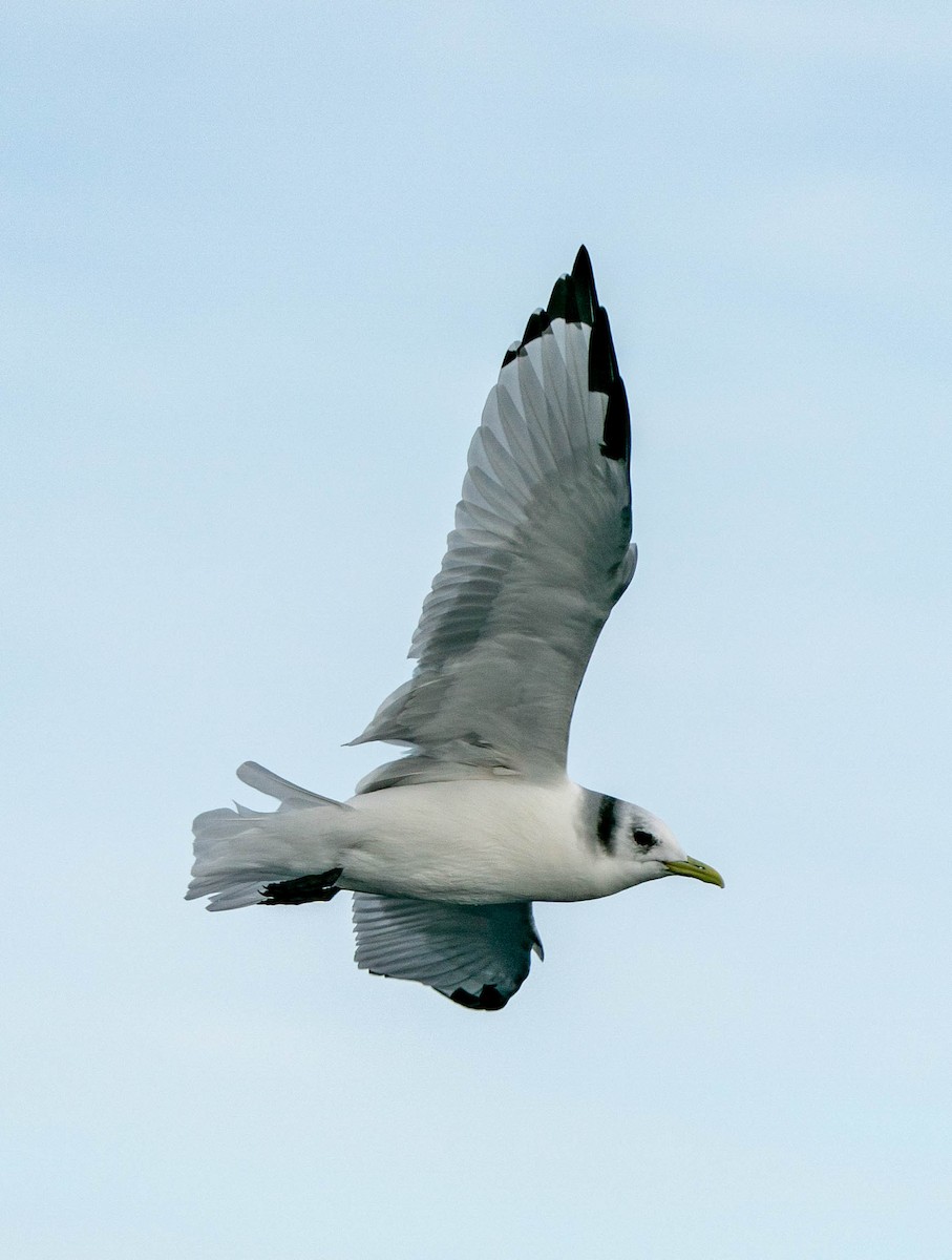 Black-legged Kittiwake - ML511094491