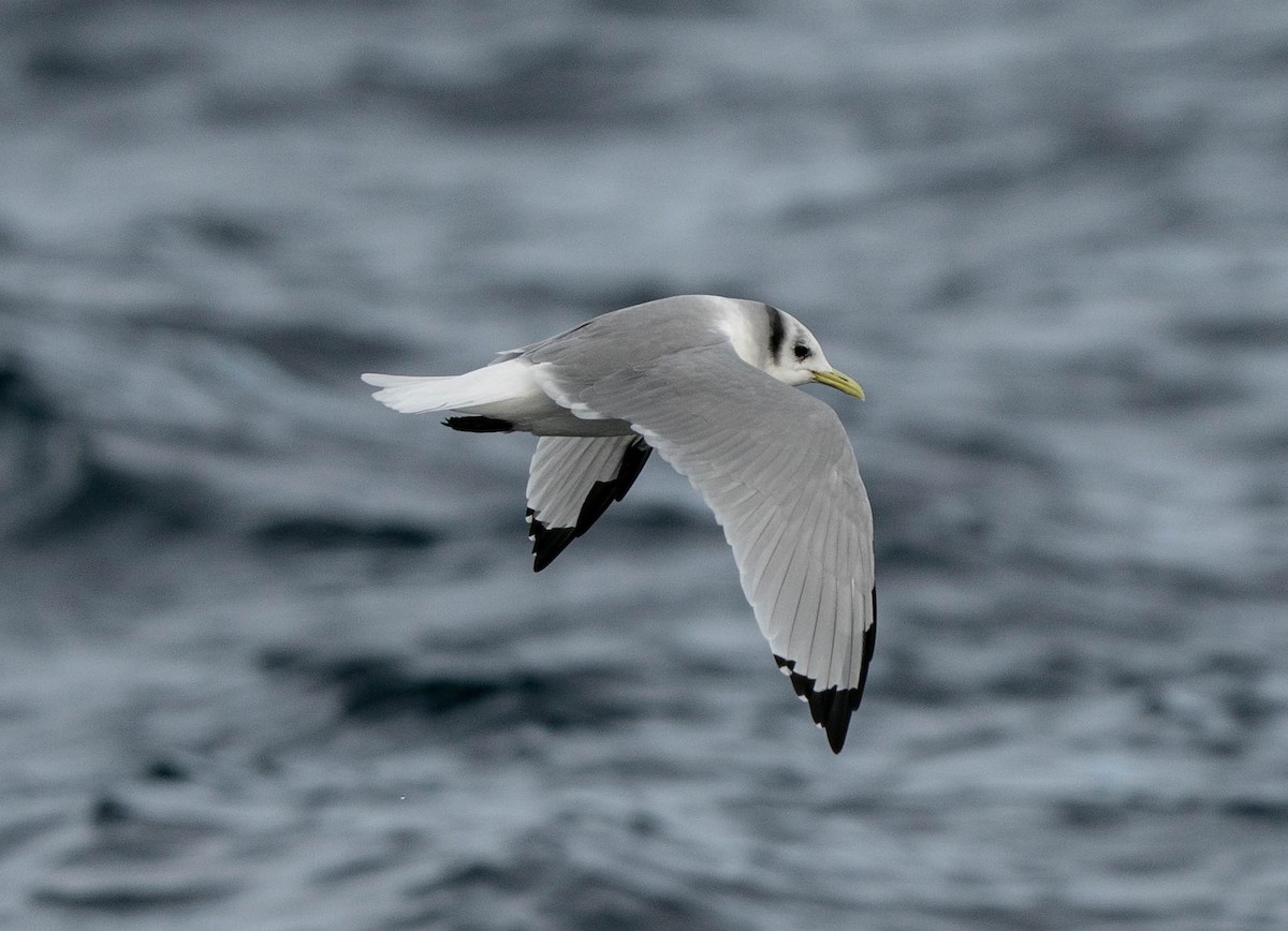 Black-legged Kittiwake - ML511094501