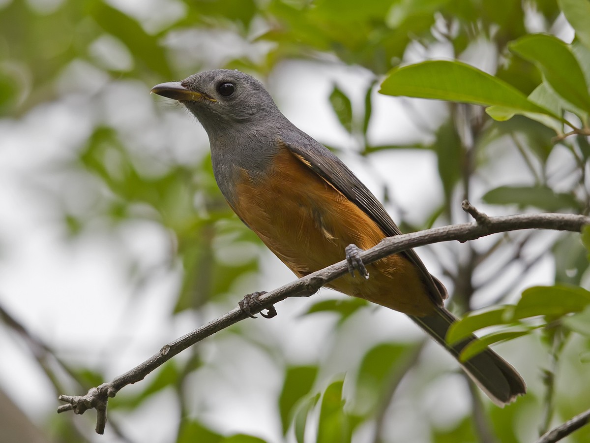 Black-faced Monarch - ML51109451