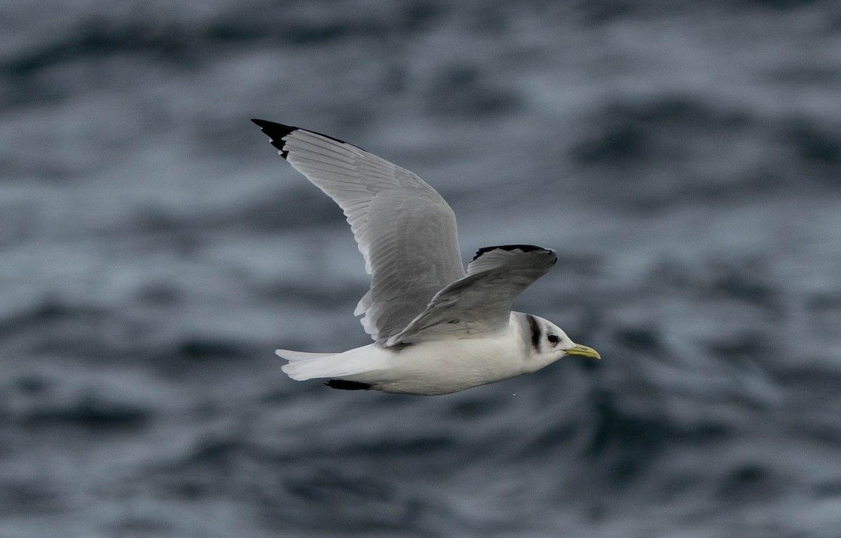 Black-legged Kittiwake - ML511094511