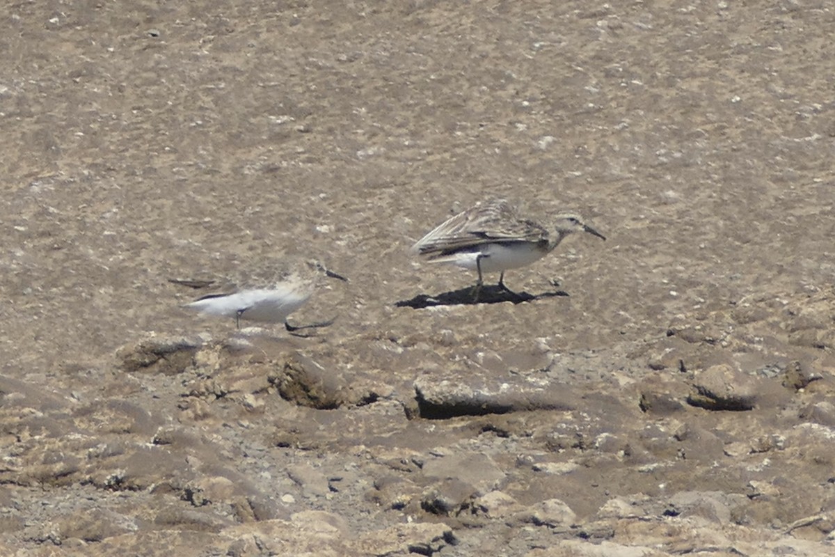 Baird's Sandpiper - ML511094841