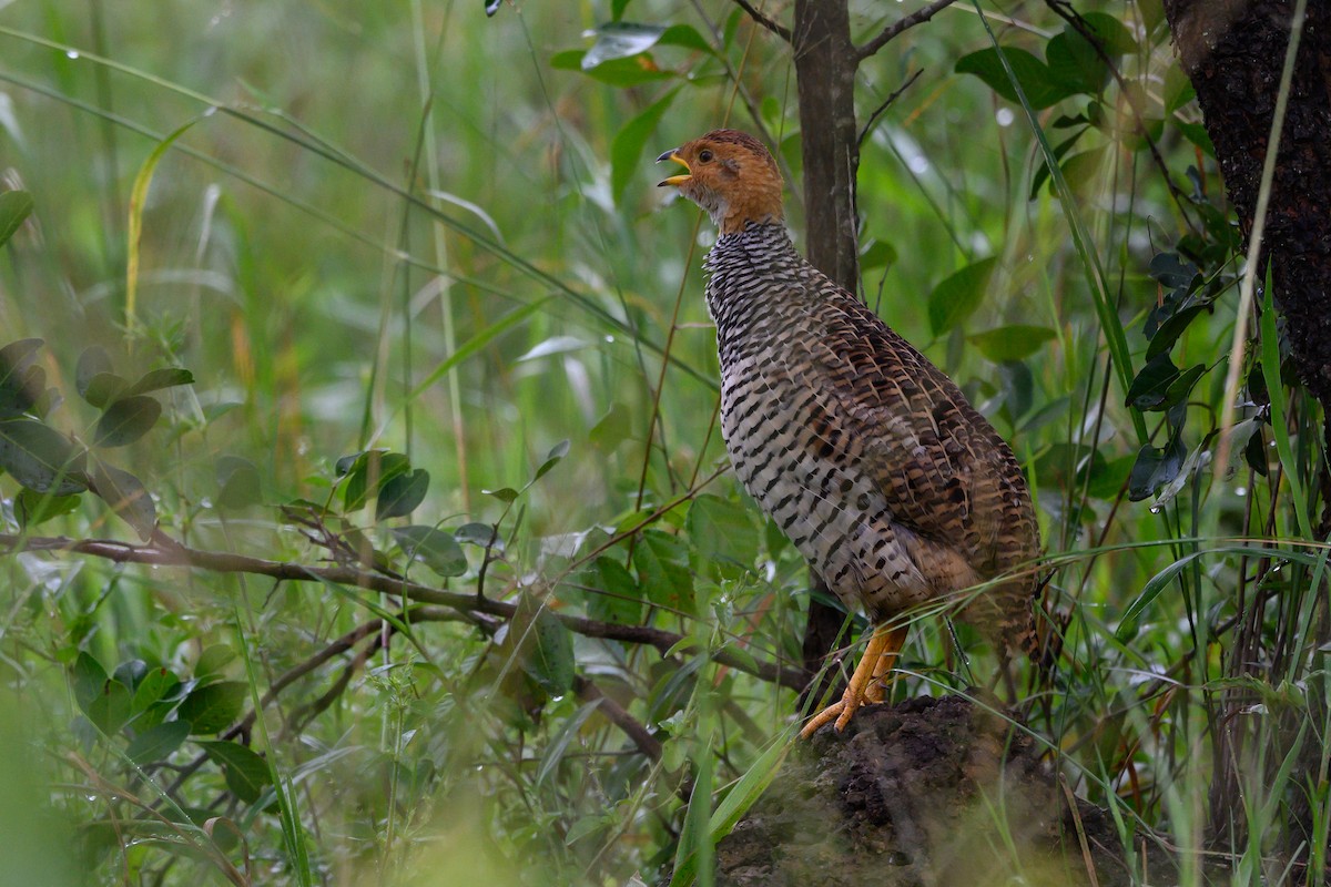 Coqui Francolin - ML511095031