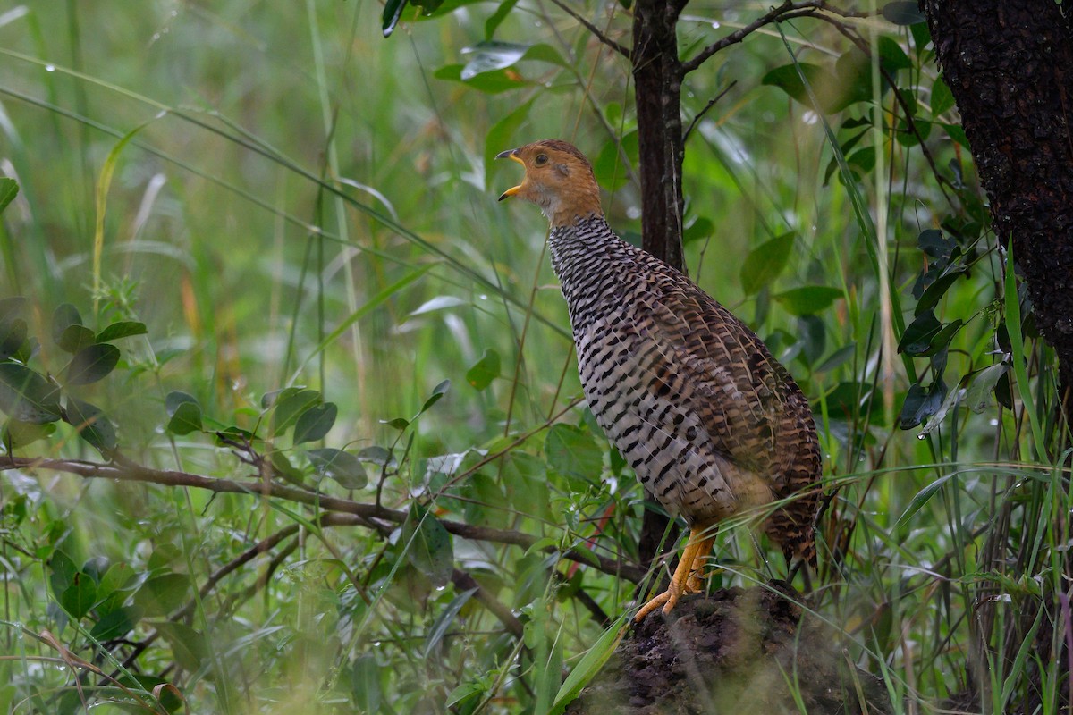 Coqui Francolin - ML511095051