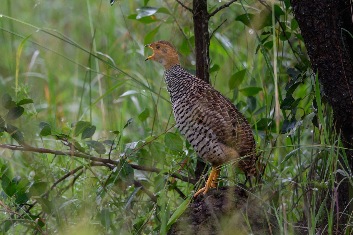 Coqui Francolin - ML511095061