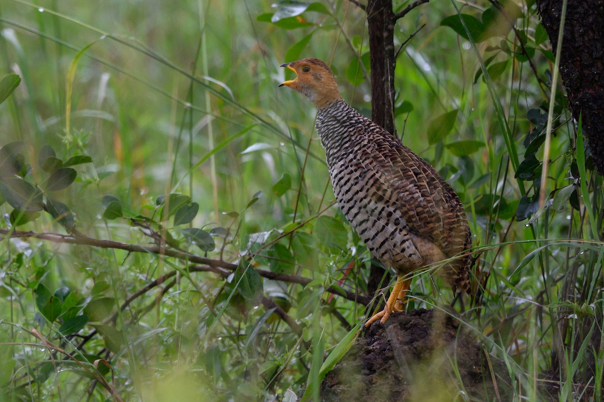 Coqui Francolin - ML511095101